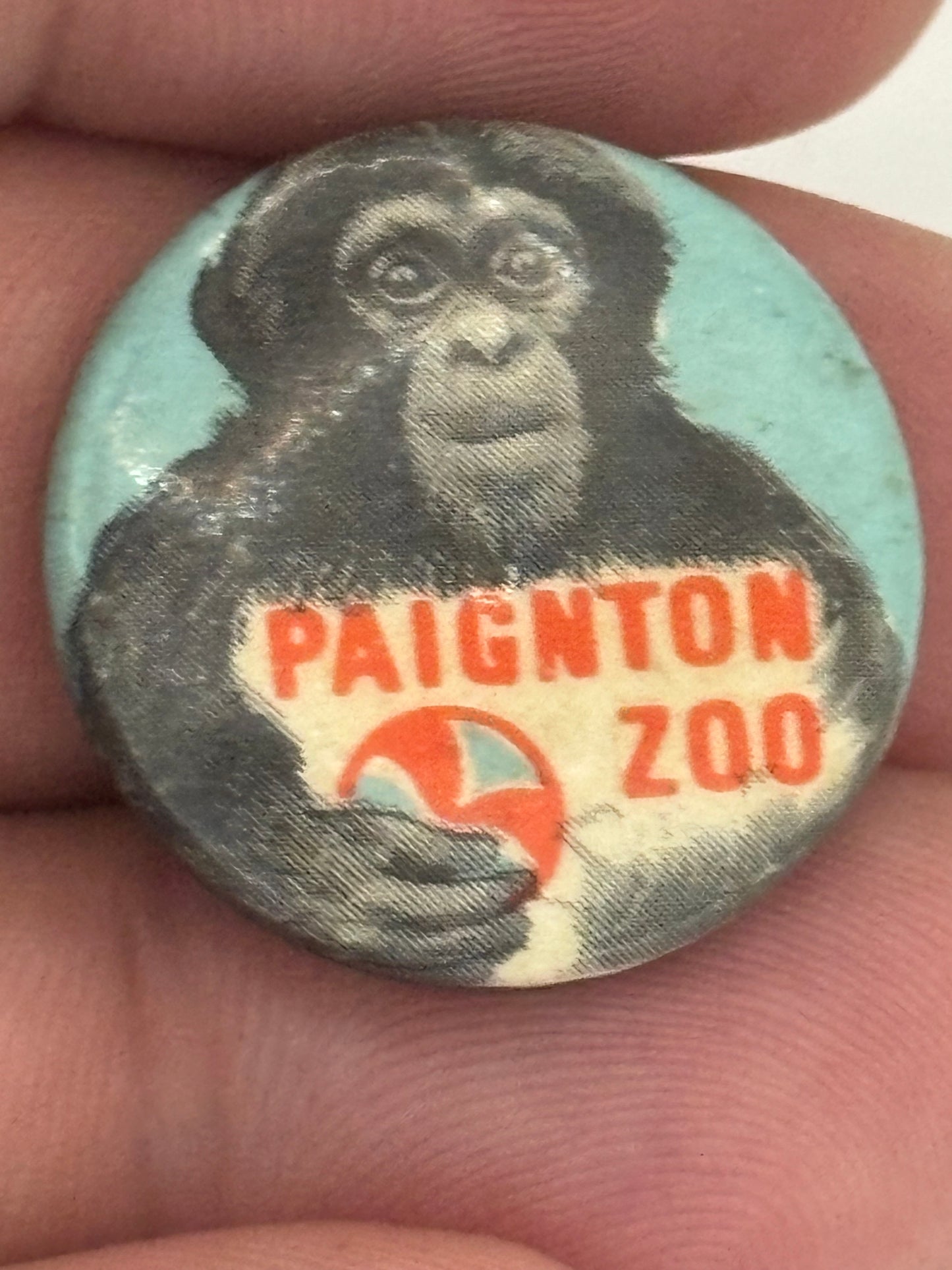 Paignton Zoo - Chimp - Round Tin Badge