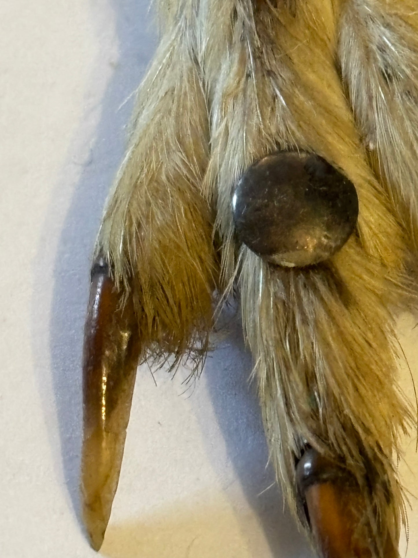 Bird claw brooch trimmed in silver metal