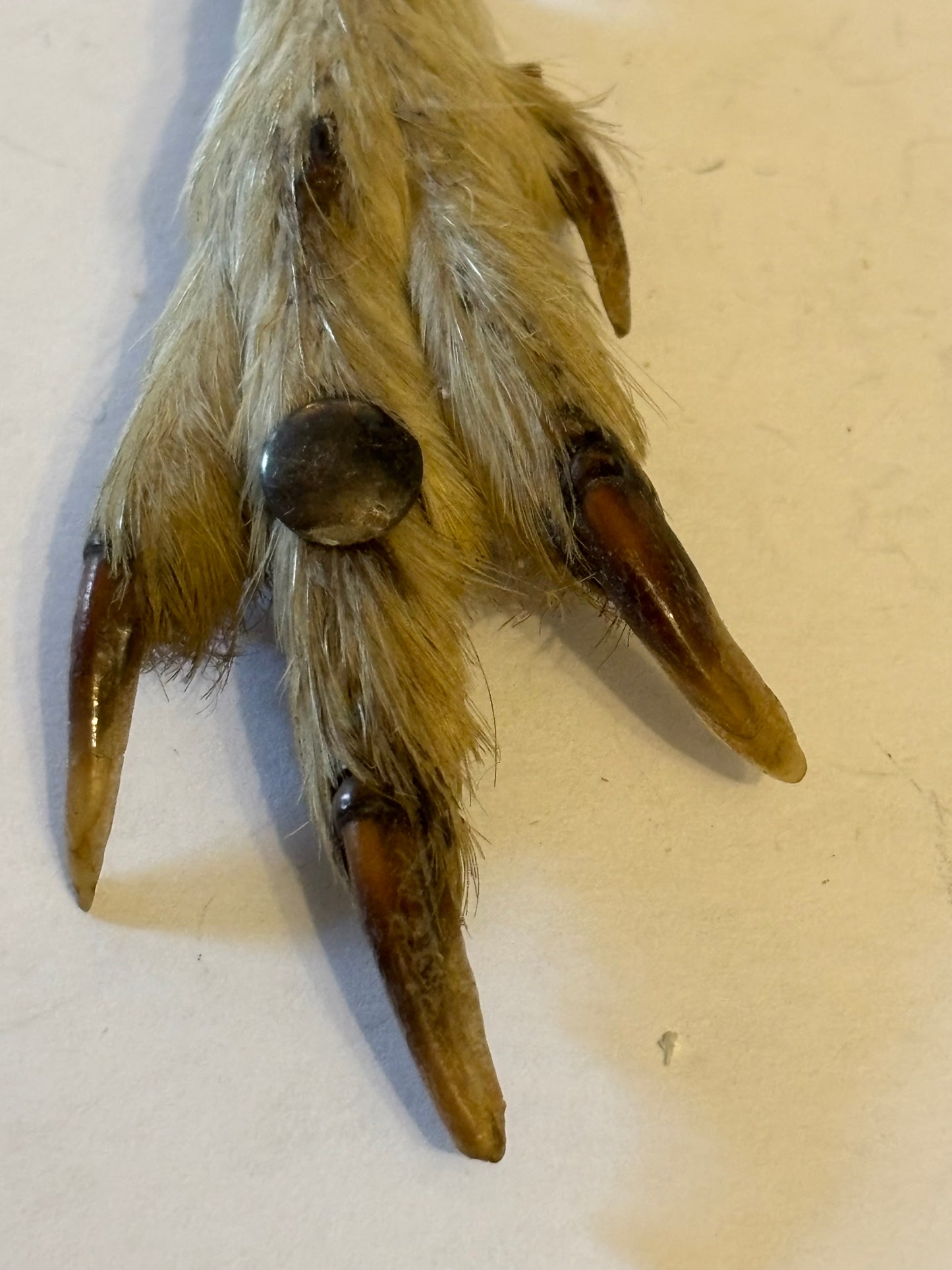 Bird claw brooch trimmed in silver metal